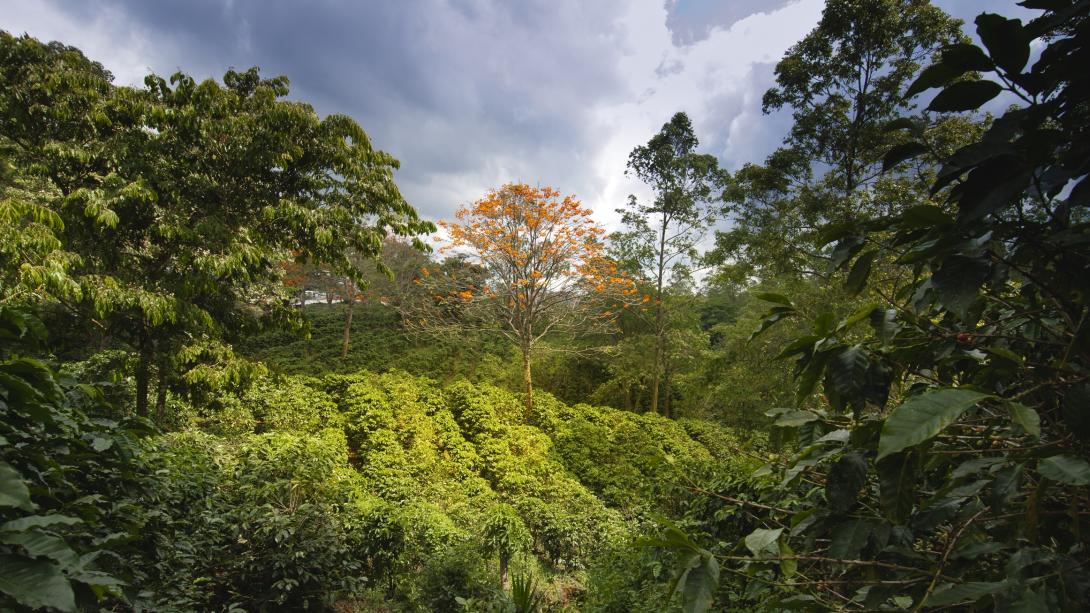 And ethically and sustainably run coffee farm in Costa Rica. A view of the coffee plantation in Costa Rica.